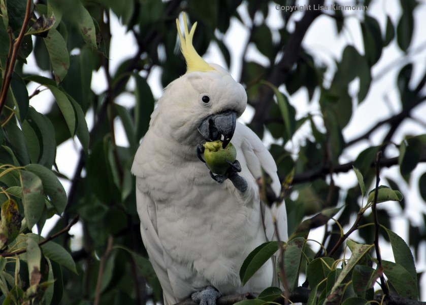 cockatoo2