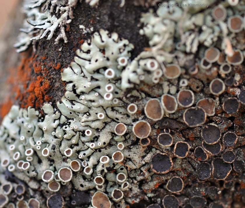 Lichen 1
