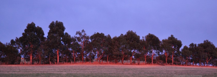 Sunrise on gums