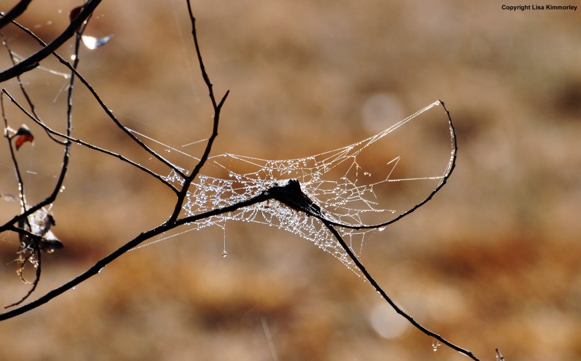 cobweb 3