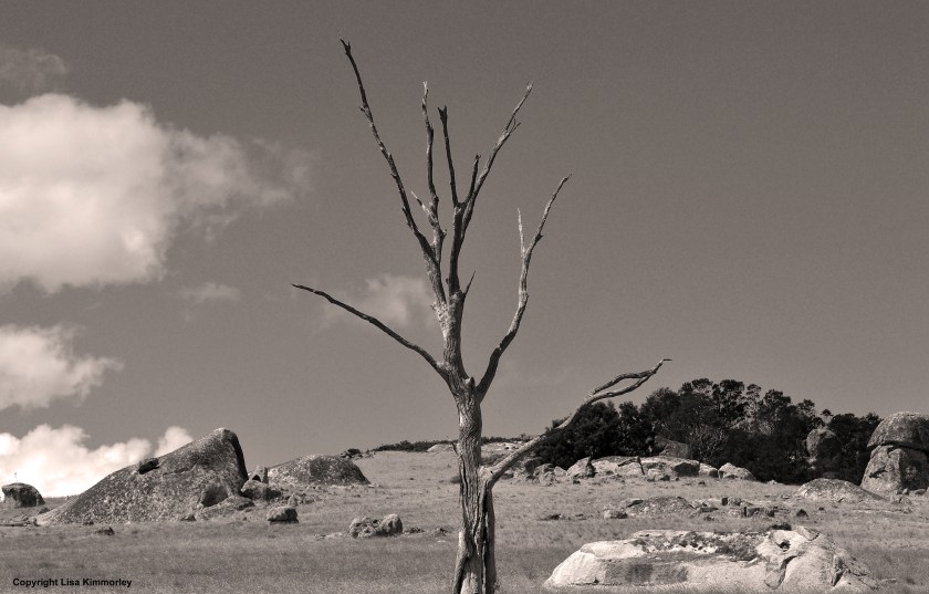 Dead tree b&w