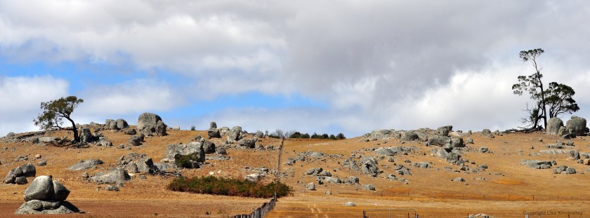 Two trees and a fence