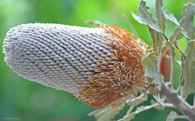 Banksia