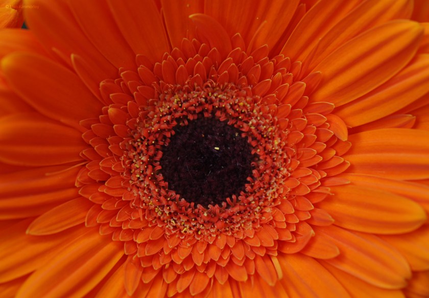 Gerbera 1