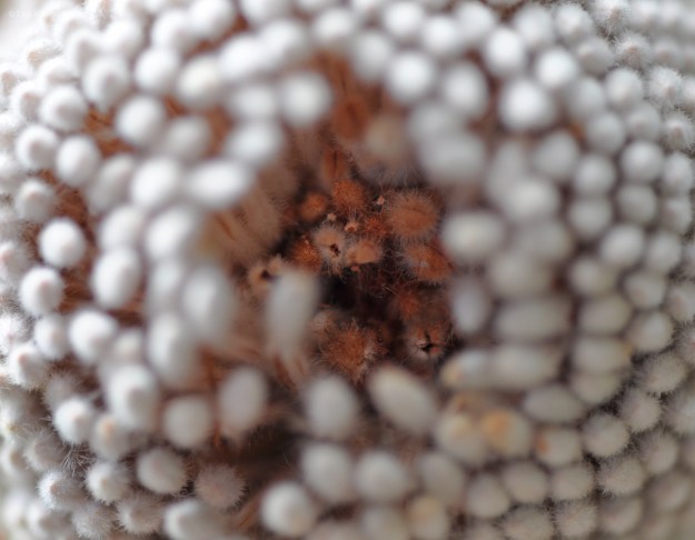 Looking down the tunnel