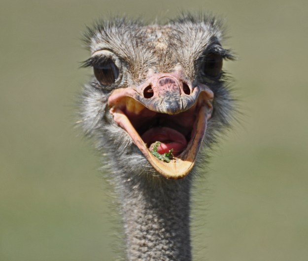 ostrich