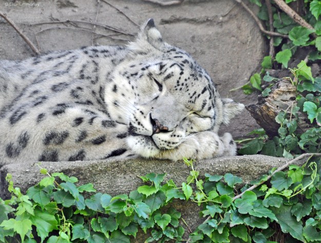 Snow Leopard