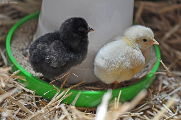 two chicks