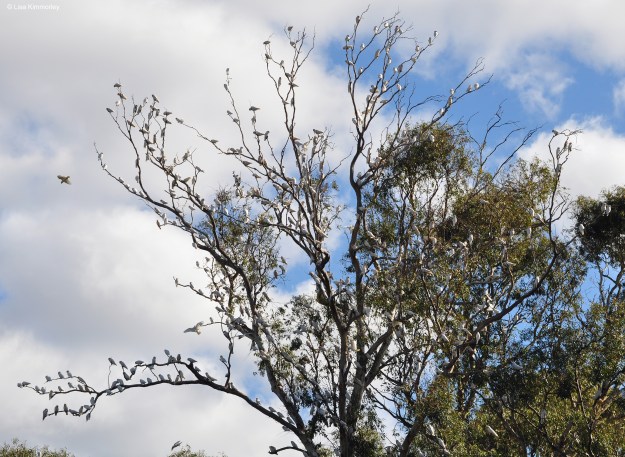Corella tree