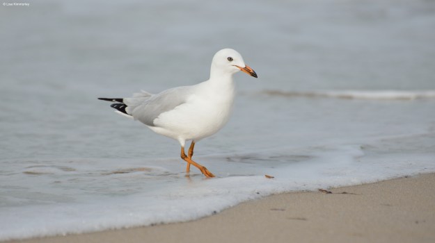 Sea gull
