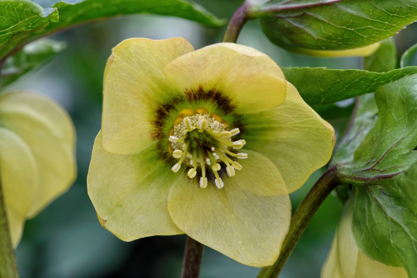 primrose yellow dark