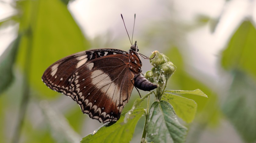 butterfly eggs