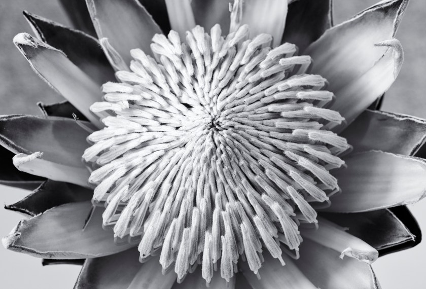 protea