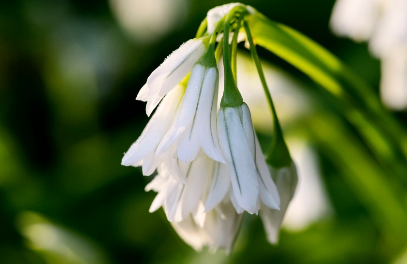 wild garlic