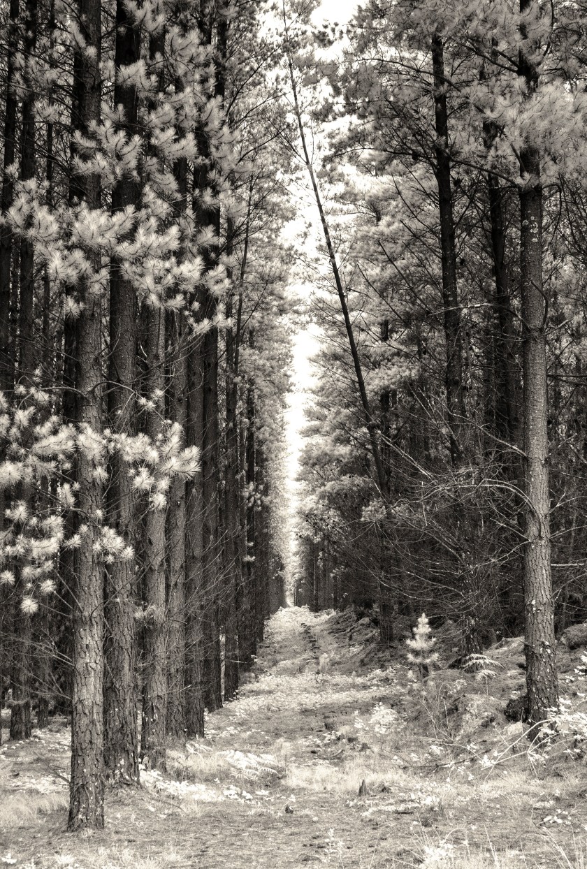 pines IR
